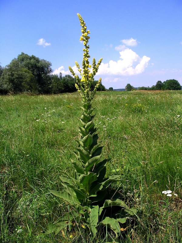 Изображение особи Verbascum phlomoides.