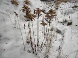 Solidago canadensis. Засохшие плодоносящие растения. Московская обл., окр. г. Электрогорска, заброшенный песчаный карьер. 07.01.2014.