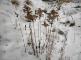 Solidago canadensis