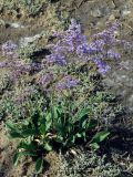 Limonium gmelinii. Цветущее растение среди Salsola passerina. Республика Тыва, Центрально-Тувинская котловина, Кызылский р-н, в 40 км ЮЮВ г. Кызыл и в 6 км севернее пос. Целинное, оз. Чедер; сочно-многолетнесолянковый (местами - пухлый) солончак на обнаженном илисто-гравийном озерном днище у западного борта террасы. 13.07.2012.