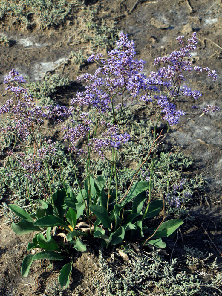 Изображение особи Limonium gmelinii.