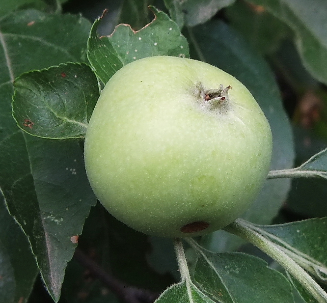 Изображение особи Malus sylvestris.