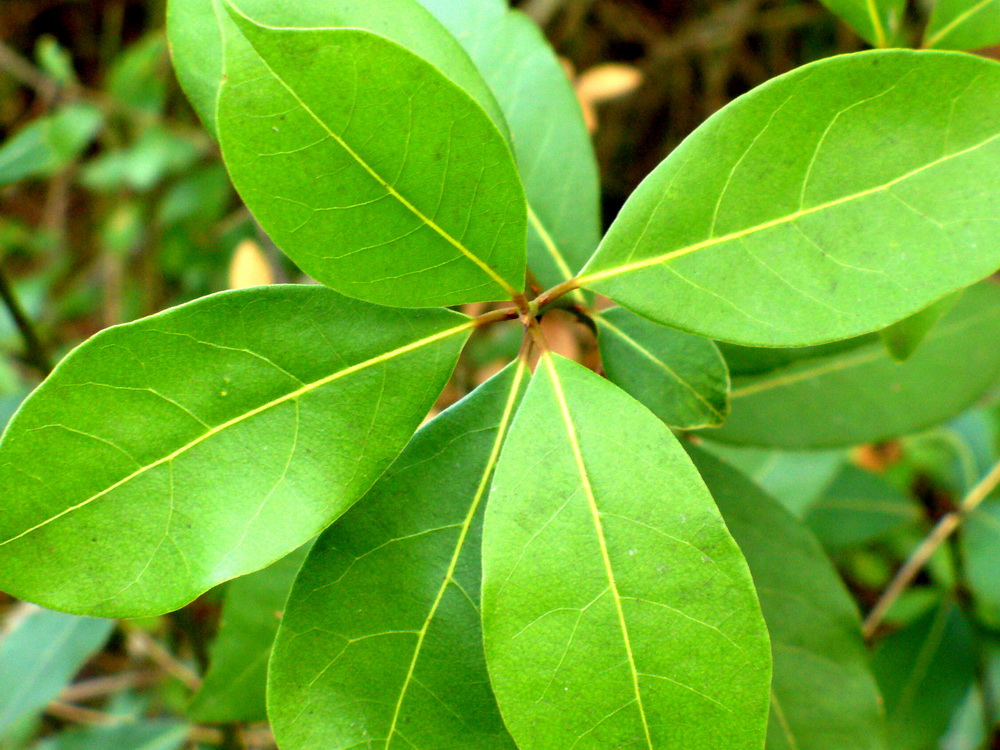 Изображение особи Laurus nobilis.