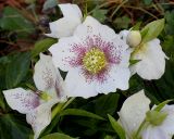 Helleborus caucasicus. Цветки и бутон. Германия, г. Дюссельдорф, Ботанический сад университета. 02.03.2014.