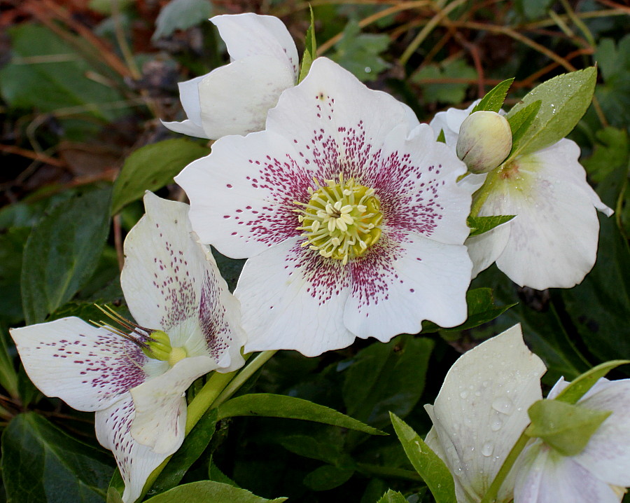 Image of Helleborus caucasicus specimen.