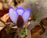 Hepatica nobilis. Цветок. Беларусь, г. Гродно, лесомассив Пышки. 22.03.2014.
