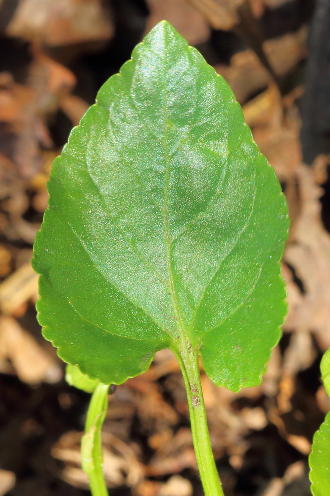 Image of Viola suavis specimen.