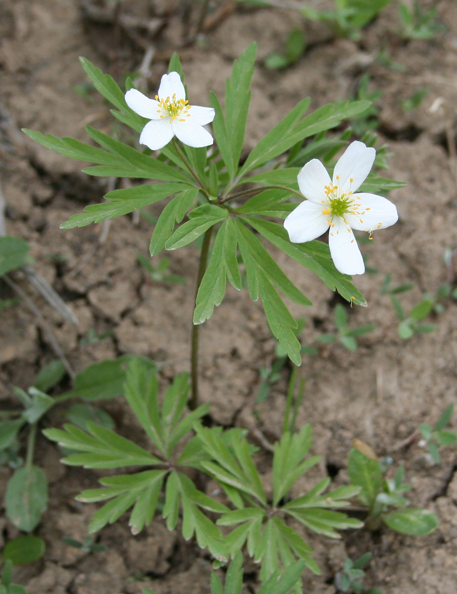 Изображение особи Anemone caerulea.