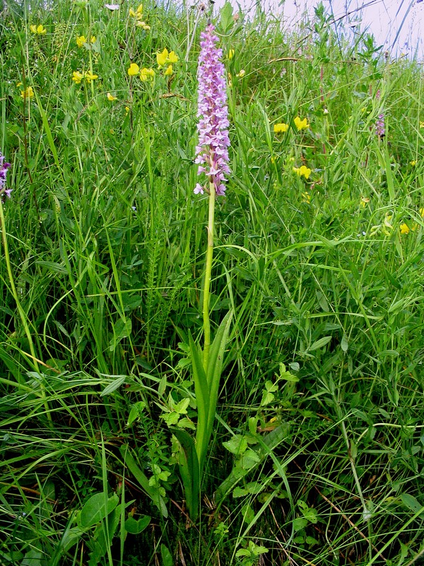 Image of Gymnadenia conopsea specimen.