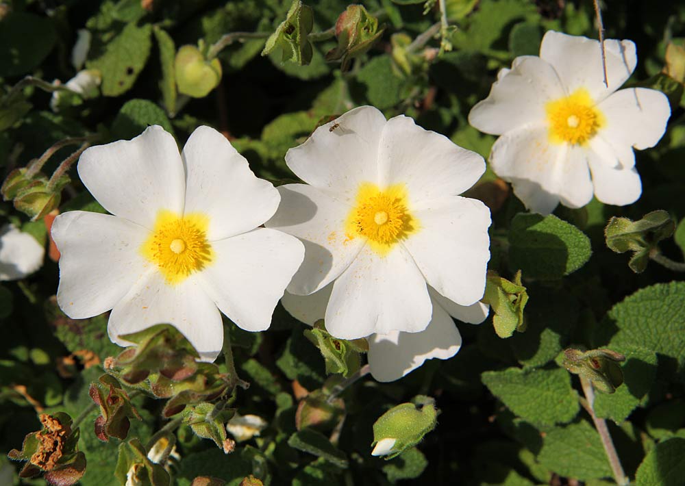 Image of Cistus salviifolius specimen.