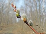 Salix taraikensis