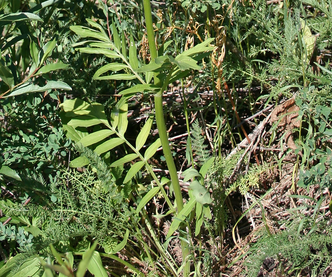 Изображение особи Valeriana dubia.