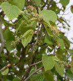 Corylopsis glabrescens. Ветка с соплодиями. Германия, г. Дюссельдорф, Ботанический сад университета. 28.04.2014.