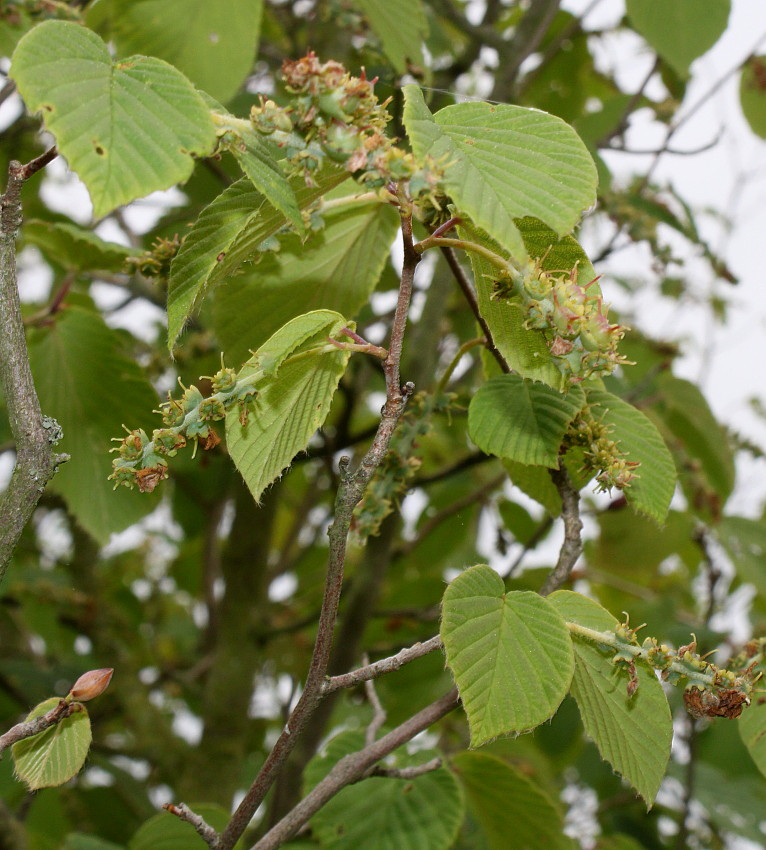 Изображение особи Corylopsis glabrescens.