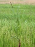Carex melanostachya. Цветущее растение. Ростовская обл., Неклиновский р-н, Новобессергеневское с/п, побережье Таганрогского зал. 11.05.2014.