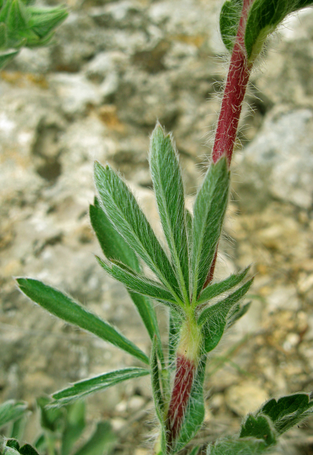 Image of Potentilla taurica specimen.