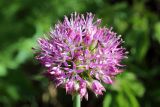 Allium tschimganicum