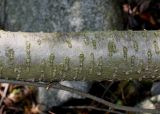 Duschekia alnobetula. Средняя часть ветви. Германия, г. Дюссельдорф, Ботанический сад университета. 04.05.2014.
