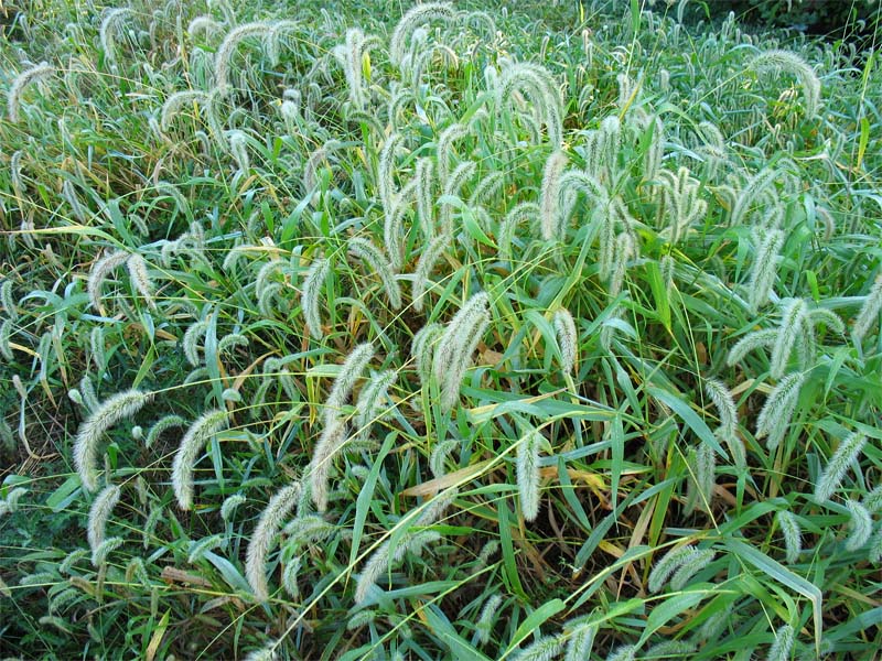 Image of Setaria faberi specimen.