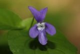 Viola reichenbachiana. Цветок. Молдова, Оргеевский р-н, с. Ватич, Грабовый лес. 04.06.2014.