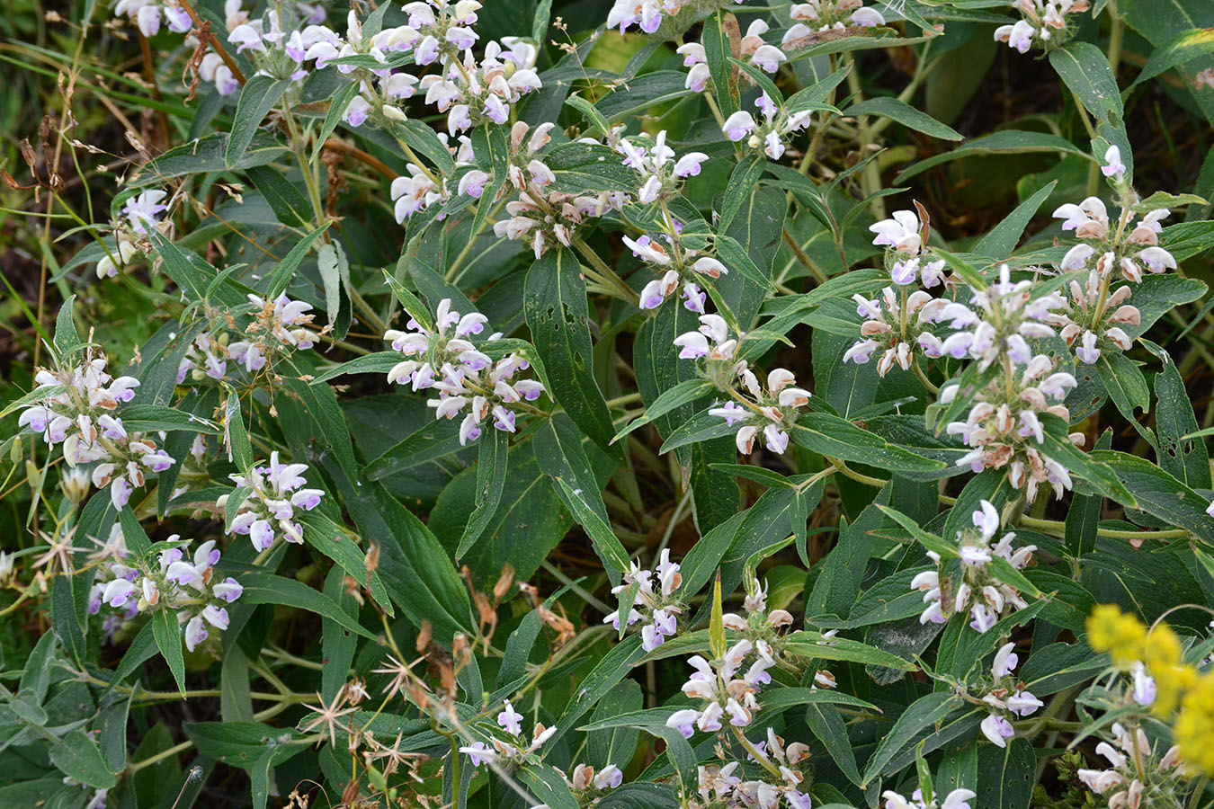 Image of Phlomis pungens specimen.