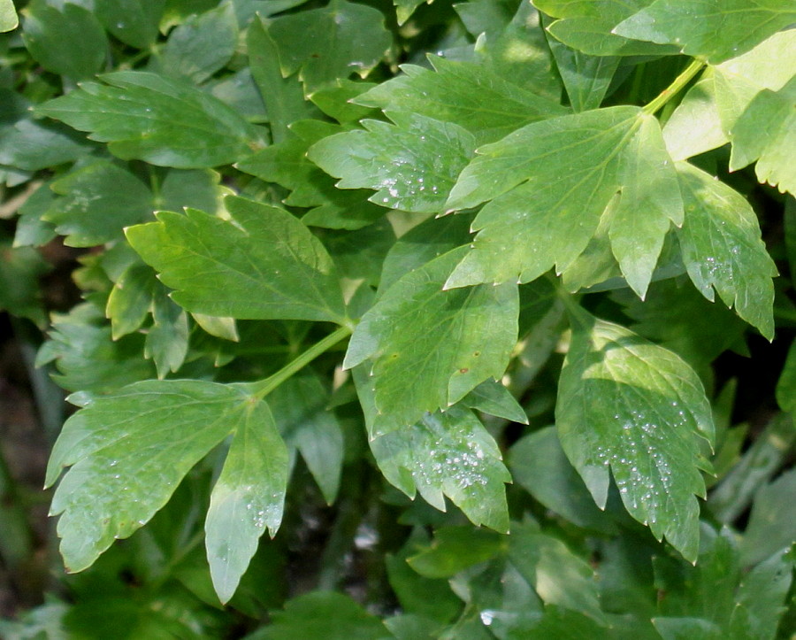 Image of Levisticum officinale specimen.