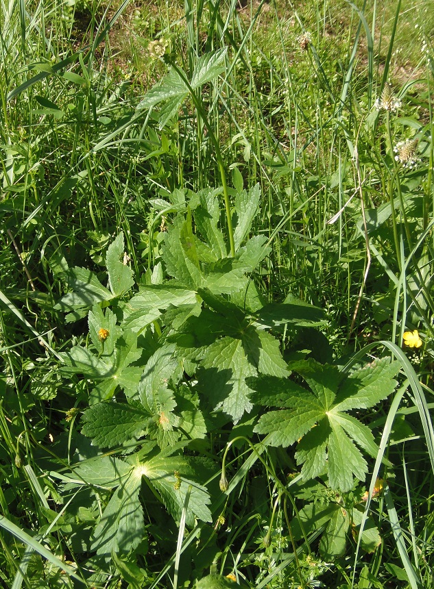 Изображение особи Astrantia major.