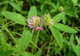 Trifolium medium