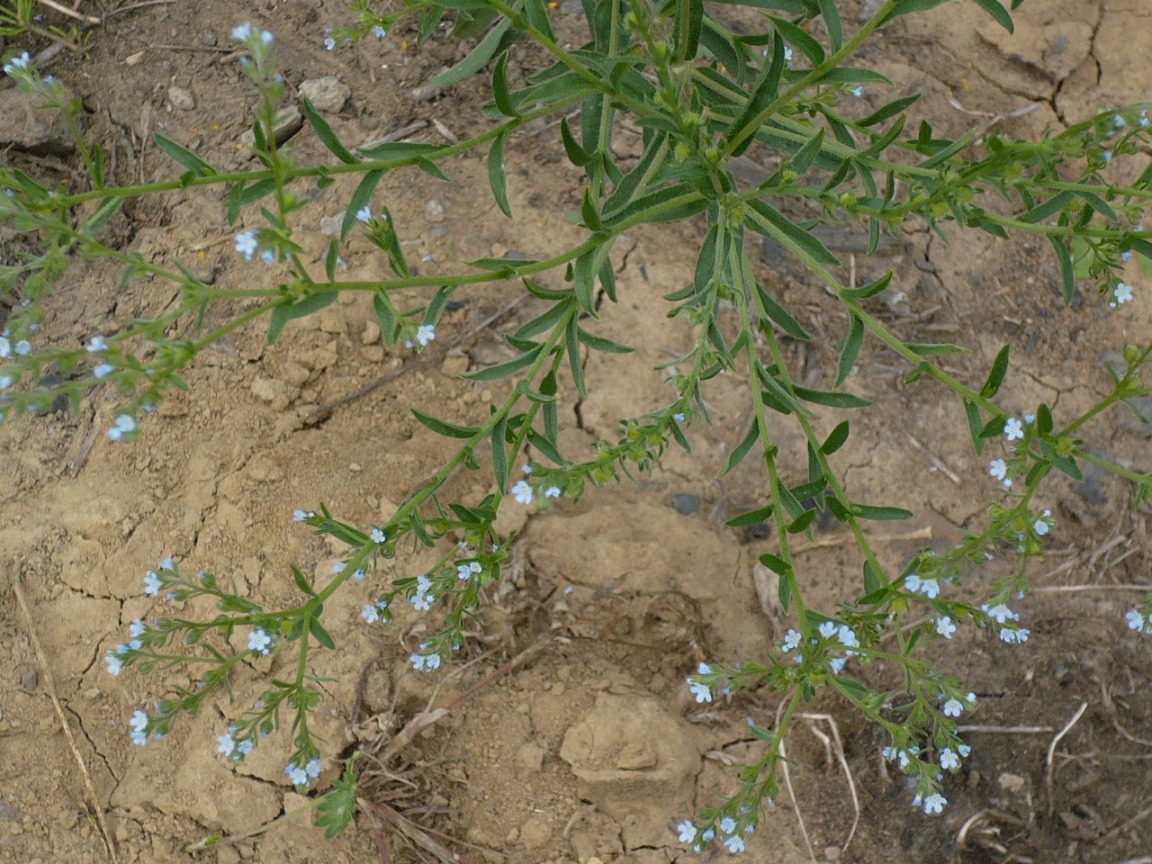 Image of genus Lappula specimen.
