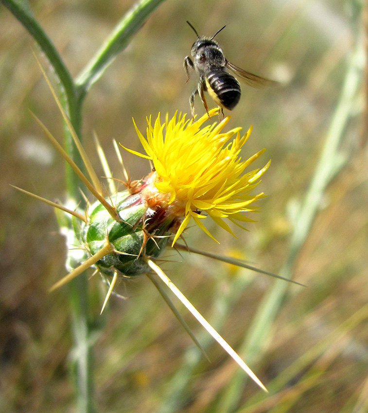 Image of Centaurea solstitialis specimen.