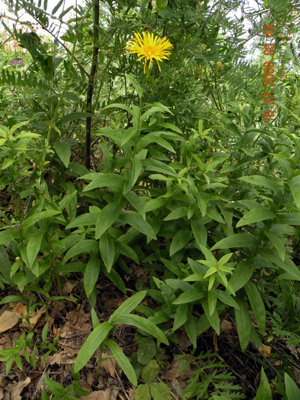 Image of Inula salicina specimen.