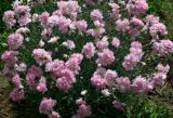 род Dianthus