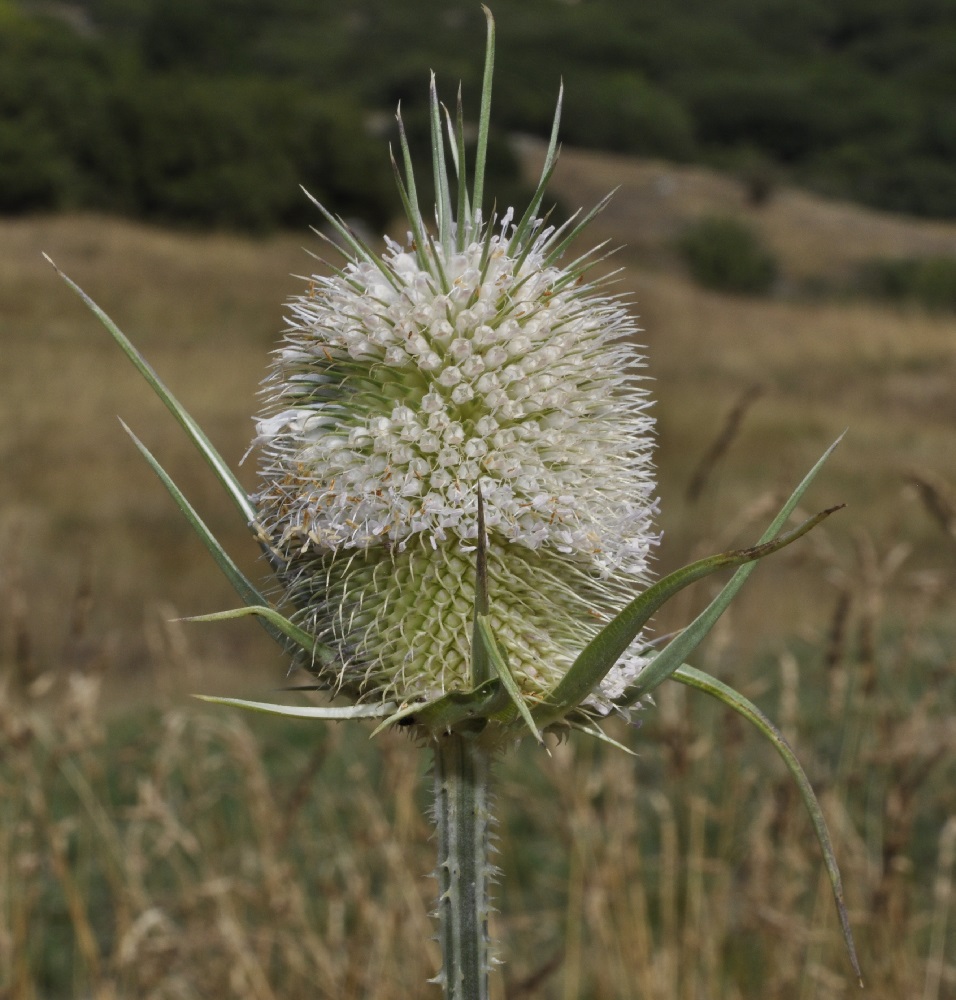 Изображение особи Dipsacus laciniatus.