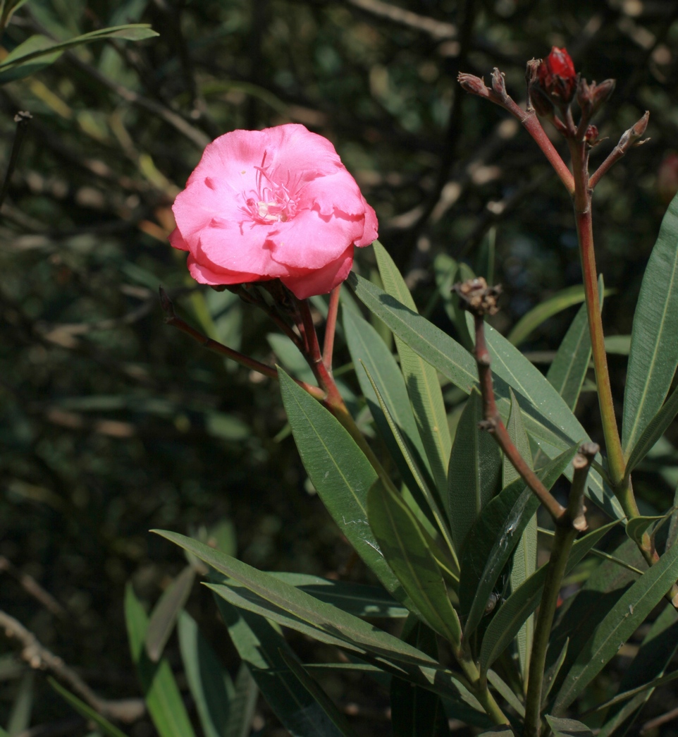 Image of Nerium oleander specimen.