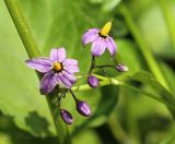 Solanum dulcamara. Соцветие. Молдова, Кишинев, Ботанический сад АН Молдовы. 19.05.2014.