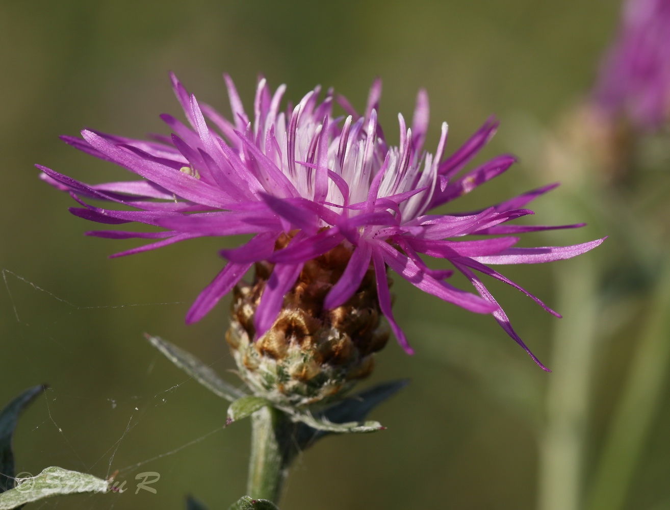 Image of Centaurea jacea specimen.