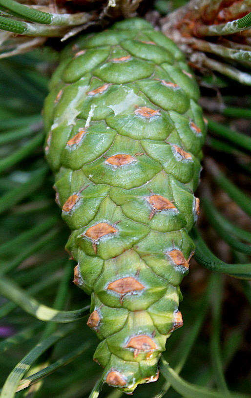 Image of genus Pinus specimen.