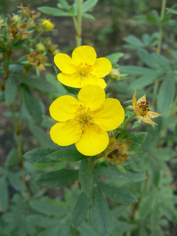 Image of Dasiphora fruticosa specimen.