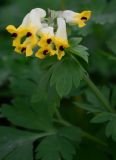Corydalis nobilis