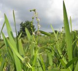Sparganium stoloniferum. Верхушка цветущего растения. Краснодарский край, окр. г. Крымск, берег р. Адагум. 04.07.2014.