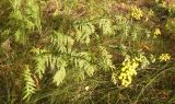 Tanacetum vulgare