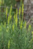 Linaria angustissima. Верхушка зацветающего растения. Черногория, нац. парк Ловчен. 18.07.2014.