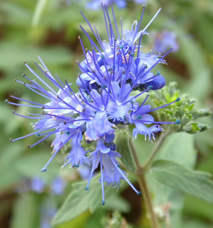 Изображение особи Caryopteris &times; clandonensis.