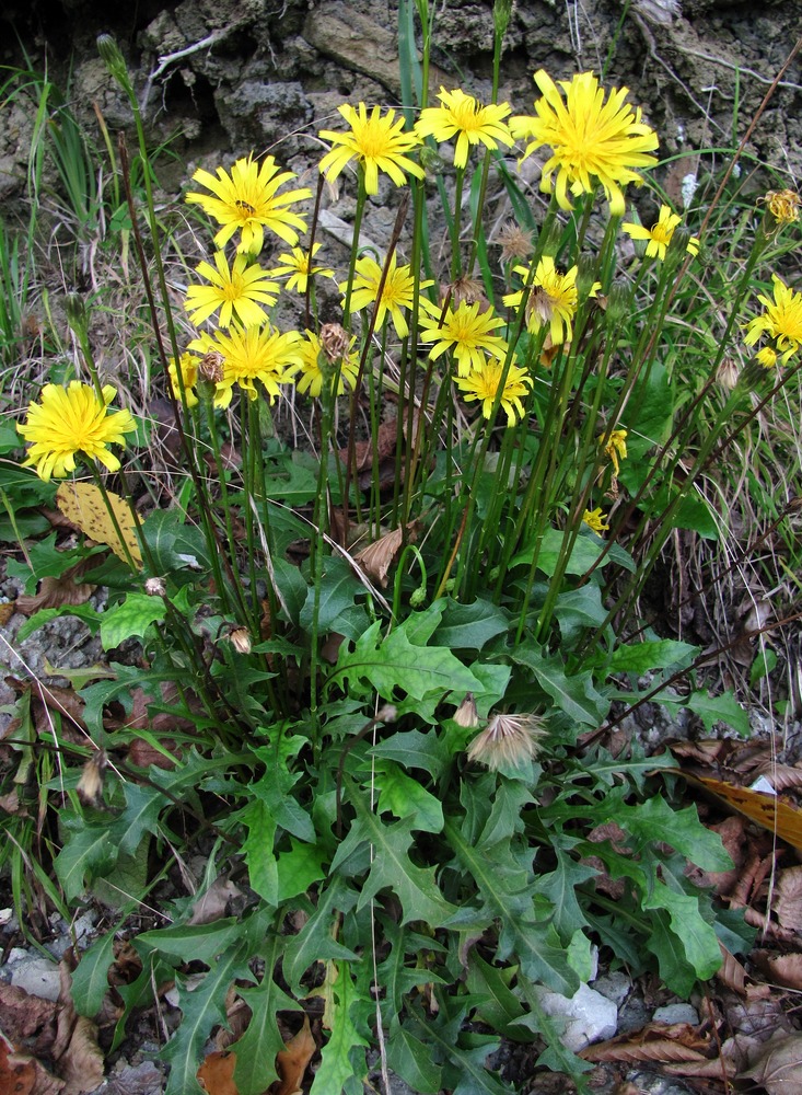 Изображение особи Leontodon hispidus ssp. hastilis.