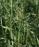 Hierochloe repens. Верхушка растения с соцветиями. Московская обл., Раменский р-н, окр. ж.-д. платформы Хрипань, просека под ЛЭП. 09.05.2014.