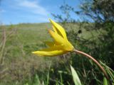 Tulipa biebersteiniana. Верхушка цветущего растения. Западный Казахстан, левобережная сторона р. Урал, окр. оз. Челкар. 8 мая 2014 г.