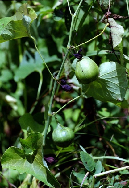 Изображение особи Aristolochia clematitis.