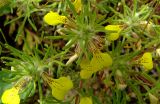 Ajuga glabra