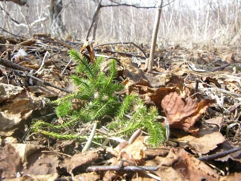 Изображение особи Lycopodium annotinum.