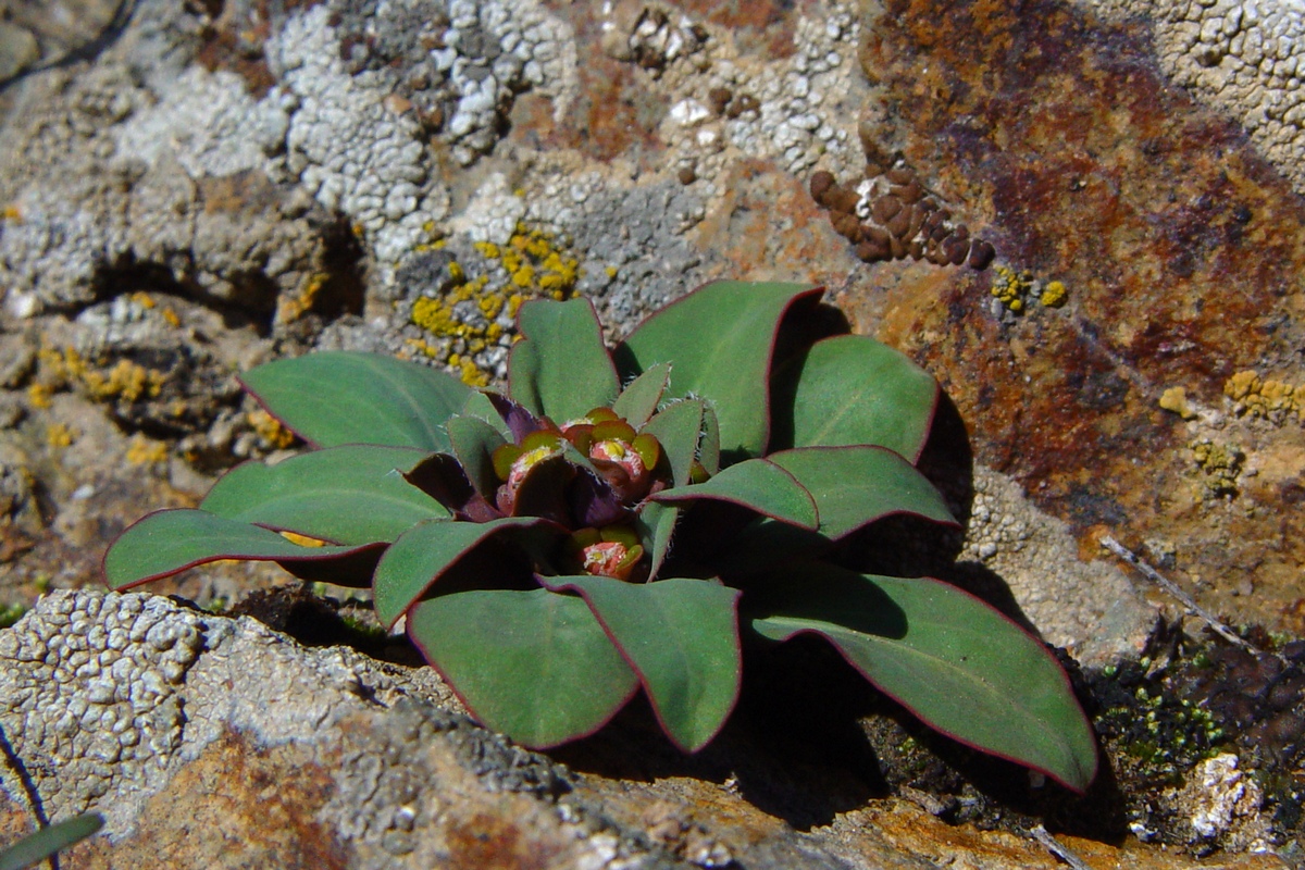 Изображение особи Euphorbia rapulum.